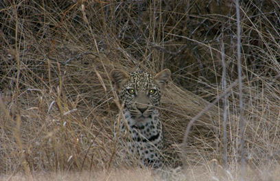Juvenile leopard at dusk